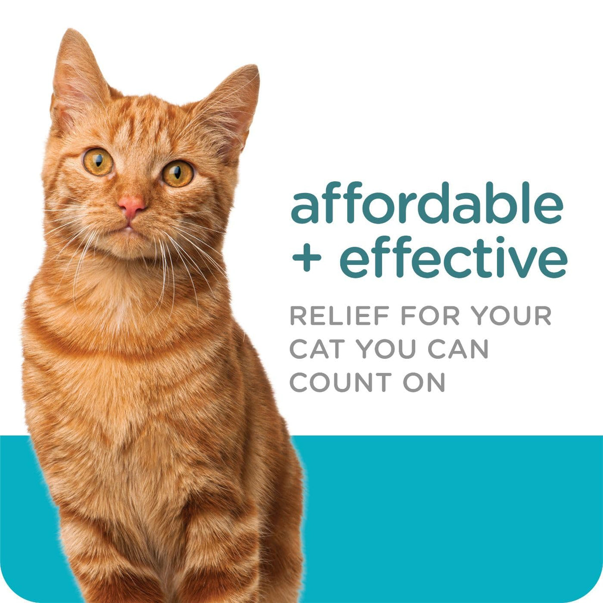 Flea & Tick Topical Cats 3-Month G4247