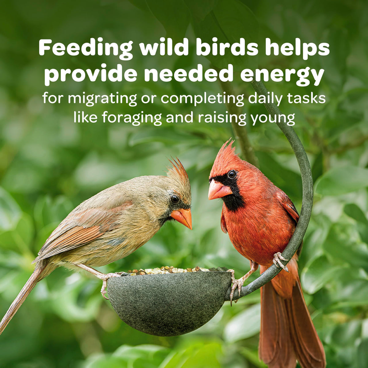 Nyjer Seed for Finches & Other Wild Birds, 20 Pounds C28069